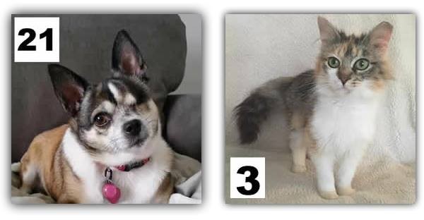 Jabro Pet Contest Winners